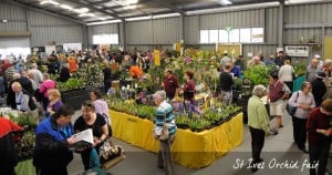 st ives orchid show