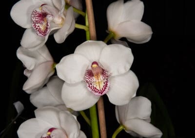 st-ives-orchid-fair-2019