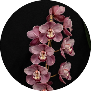 st-ives-orchid-fair-2019