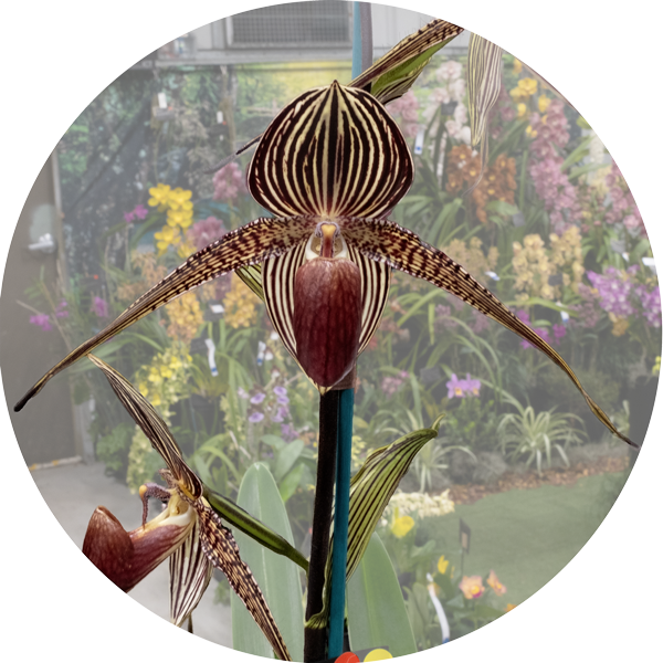 grand-champion-2019-st-ives-orchid-fair